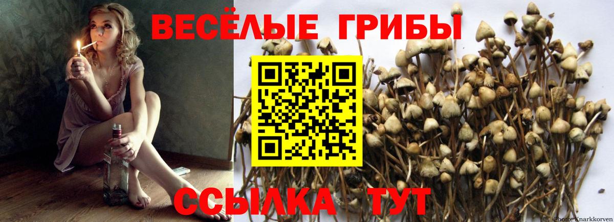Псилоцибиновые грибы GOLDEN TEACHER Тихвин